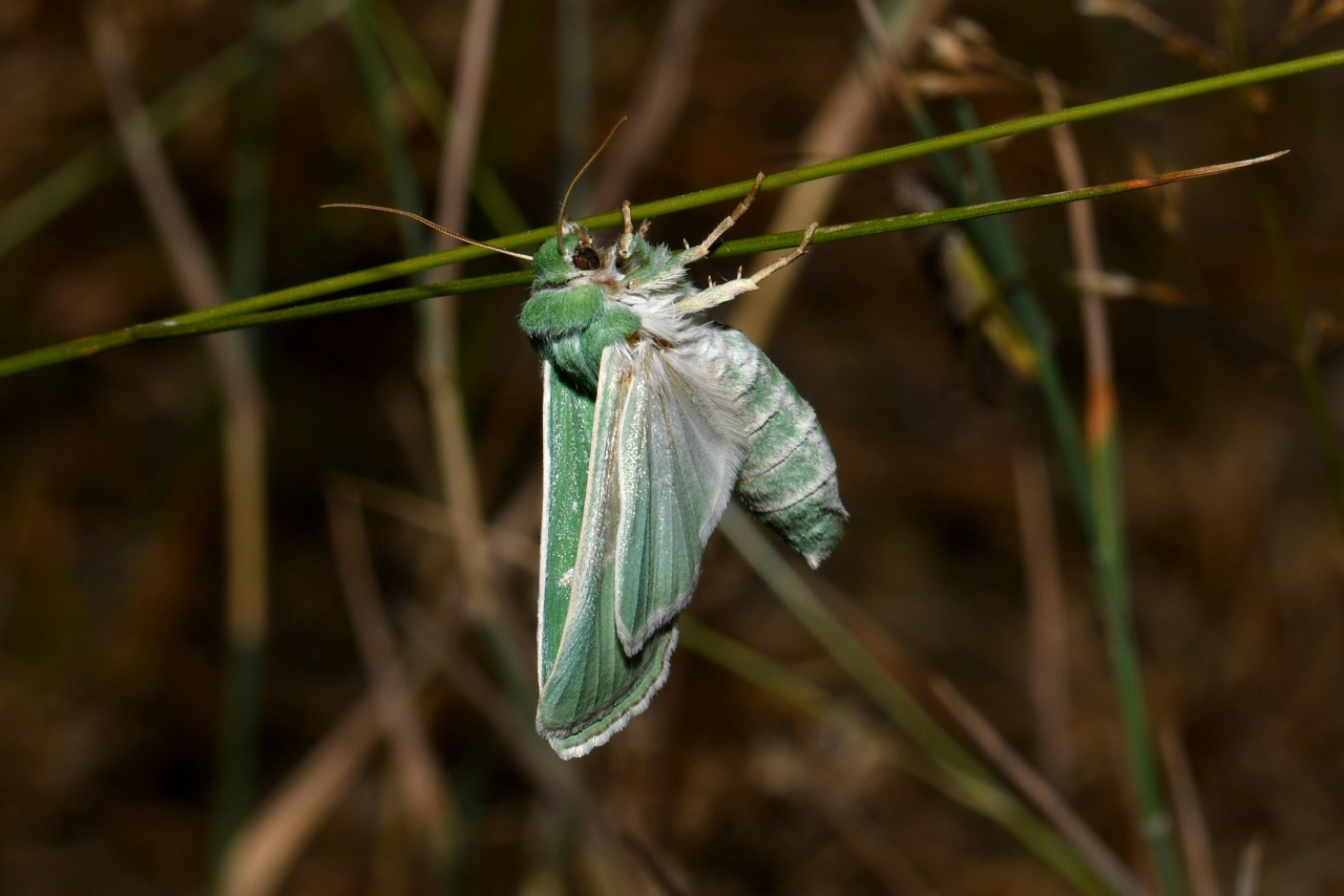 Calamia tridens (Hufnagel, 1766) - Verdoyante