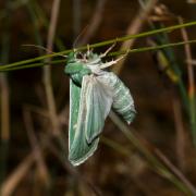 Calamia tridens (Hufnagel, 1766) - Verdoyante