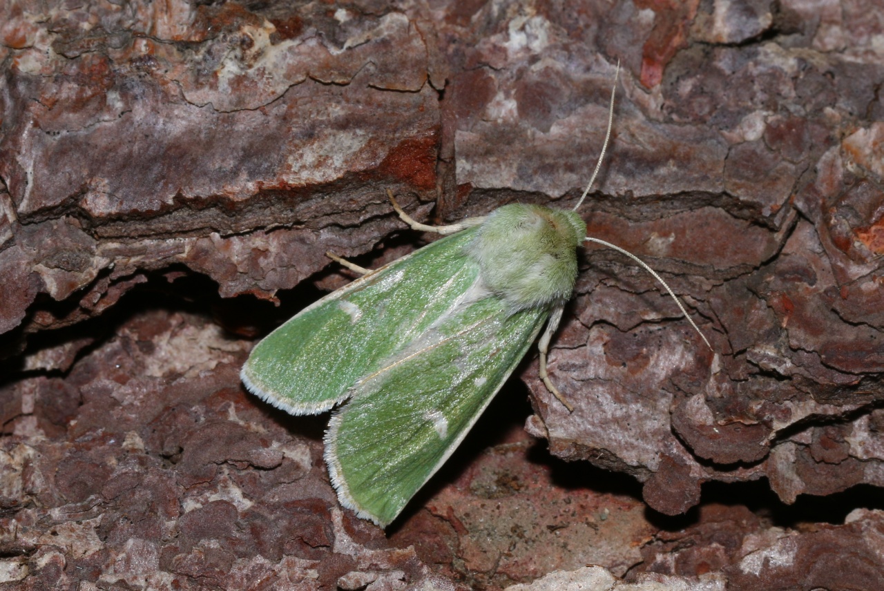 Calamia tridens (Hufnagel, 1766) - Verdoyante