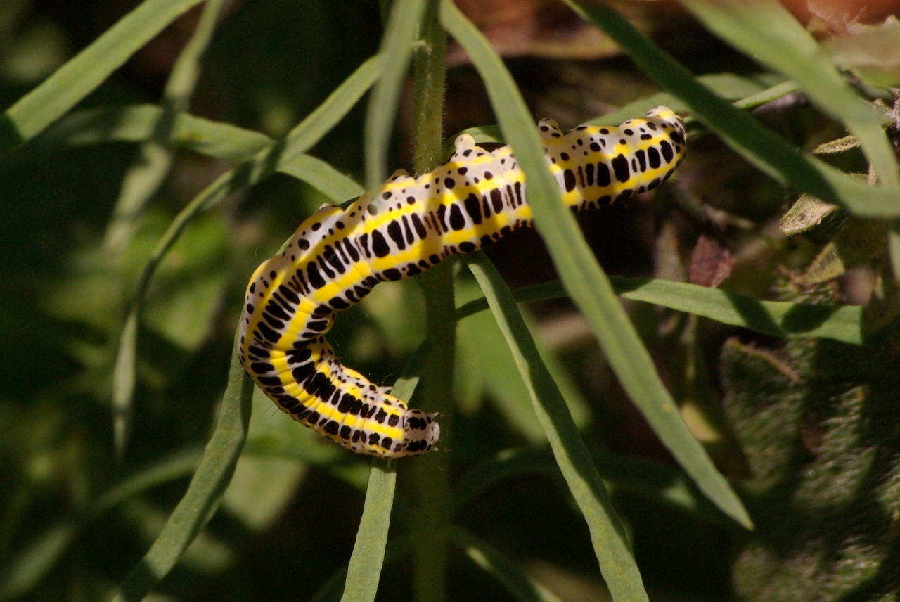 Calophasia lunula (Hufnagel, 1766) - Linariette (chenille)