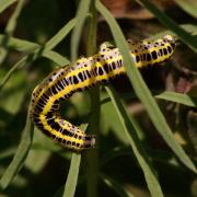 Calophasia lunula (Hufnagel, 1766) - Linariette (chenille)