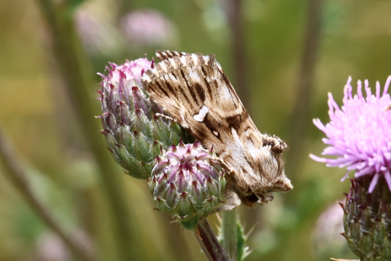 Calophasia lunula (Hufnagel, 1766) - Linariette