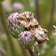 Calophasia lunula (Hufnagel, 1766) - Linariette