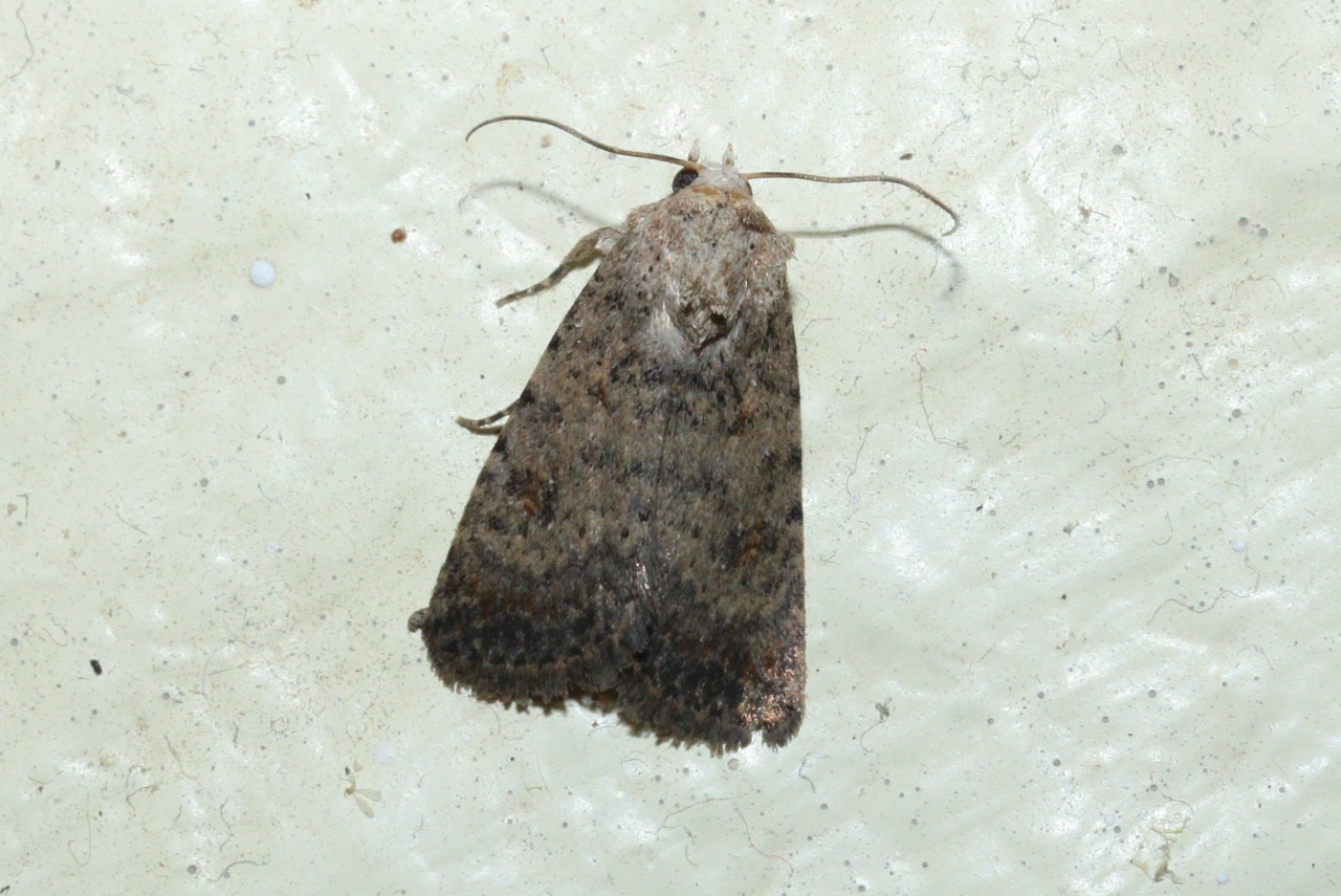 Caradrina clavipalpis (Scopoli, 1763) - Noctuelle cubiculaire