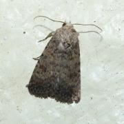 Caradrina clavipalpis (Scopoli, 1763) - Noctuelle cubiculaire