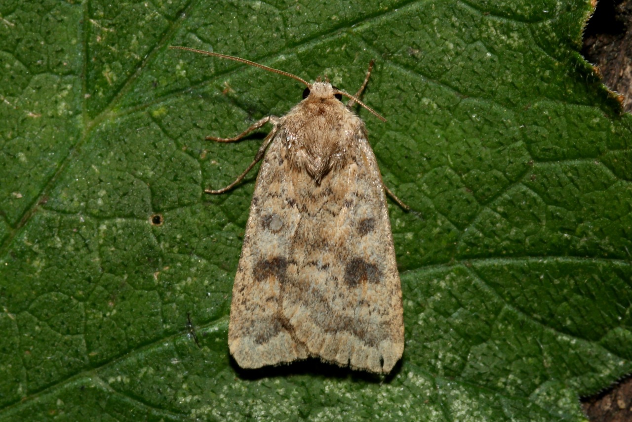 Caradrina morpheus (Hufnagel, 1766) - Noctuelle des Haies