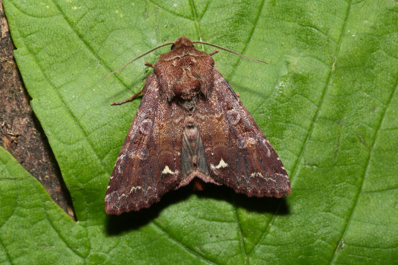 Ceramica pisi (Linnaeus, 1758) - Noctuelle des Pois, Pisivore