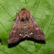 Ceramica pisi (Linnaeus, 1758) - Noctuelle des Pois, Pisivore