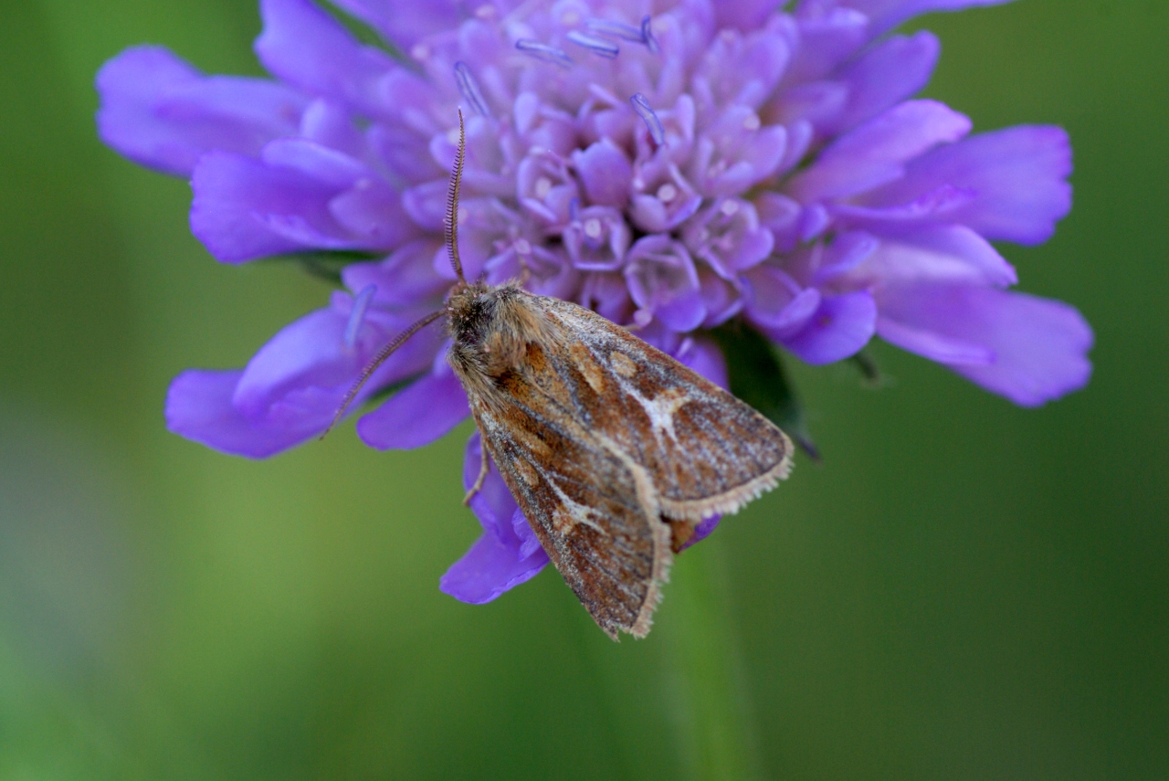 Cerapteryx graminis (Linnaeus, 1758) - Noctuelle du Gramen