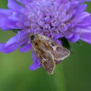 Cerapteryx graminis (Linnaeus, 1758) - Noctuelle du Gramen