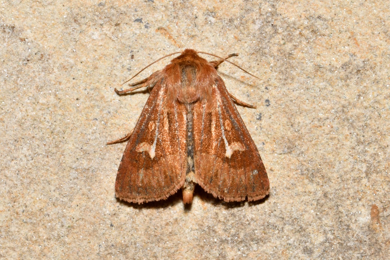 Cerapteryx graminis (Linnaeus, 1758) - Noctuelle du Gramen