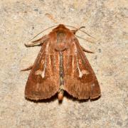 Cerapteryx graminis (Linnaeus, 1758) - Noctuelle du Gramen