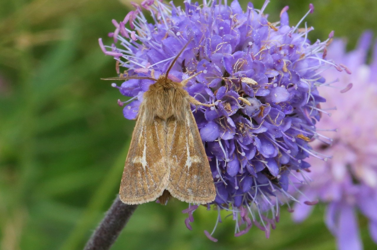 Cerapteryx graminis (Linnaeus, 1758) - Noctuelle du Gramen