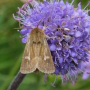 Cerapteryx graminis (Linnaeus, 1758) - Noctuelle du Gramen