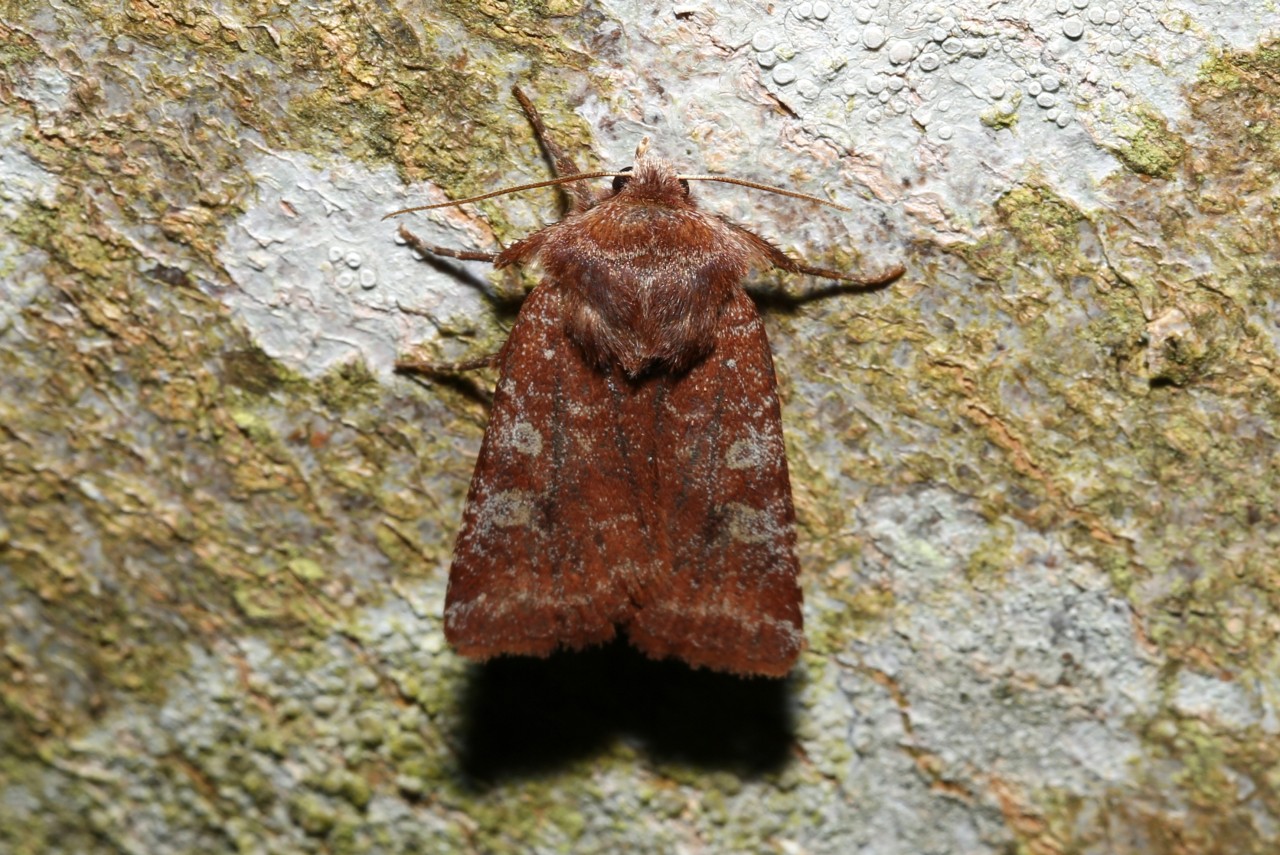 Cerastis leucographa (Denis & Schiffermüller, 1775) - Noctuelle leucographe