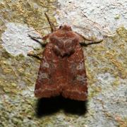 Cerastis leucographa (Denis & Schiffermüller, 1775) - Noctuelle leucographe