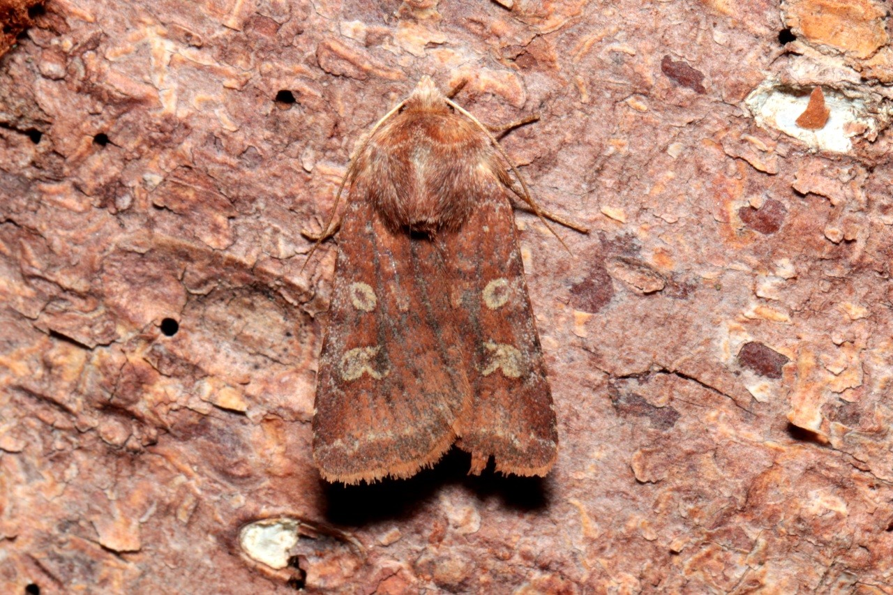 Cerastis leucographa (Denis & Schiffermüller, 1775) - Noctuelle leucographe