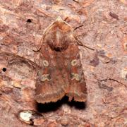 Cerastis leucographa (Denis & Schiffermüller, 1775) - Noctuelle leucographe