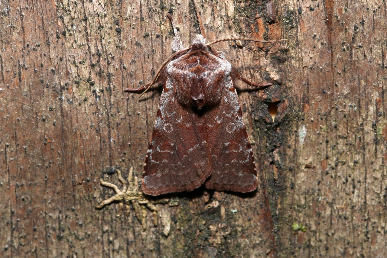 Cerastis rubricosa (Denis & Schiffermüller, 1775) - Noctuelle rubiconde