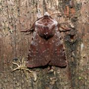 Cerastis rubricosa (Denis & Schiffermüller, 1775) - Noctuelle rubiconde