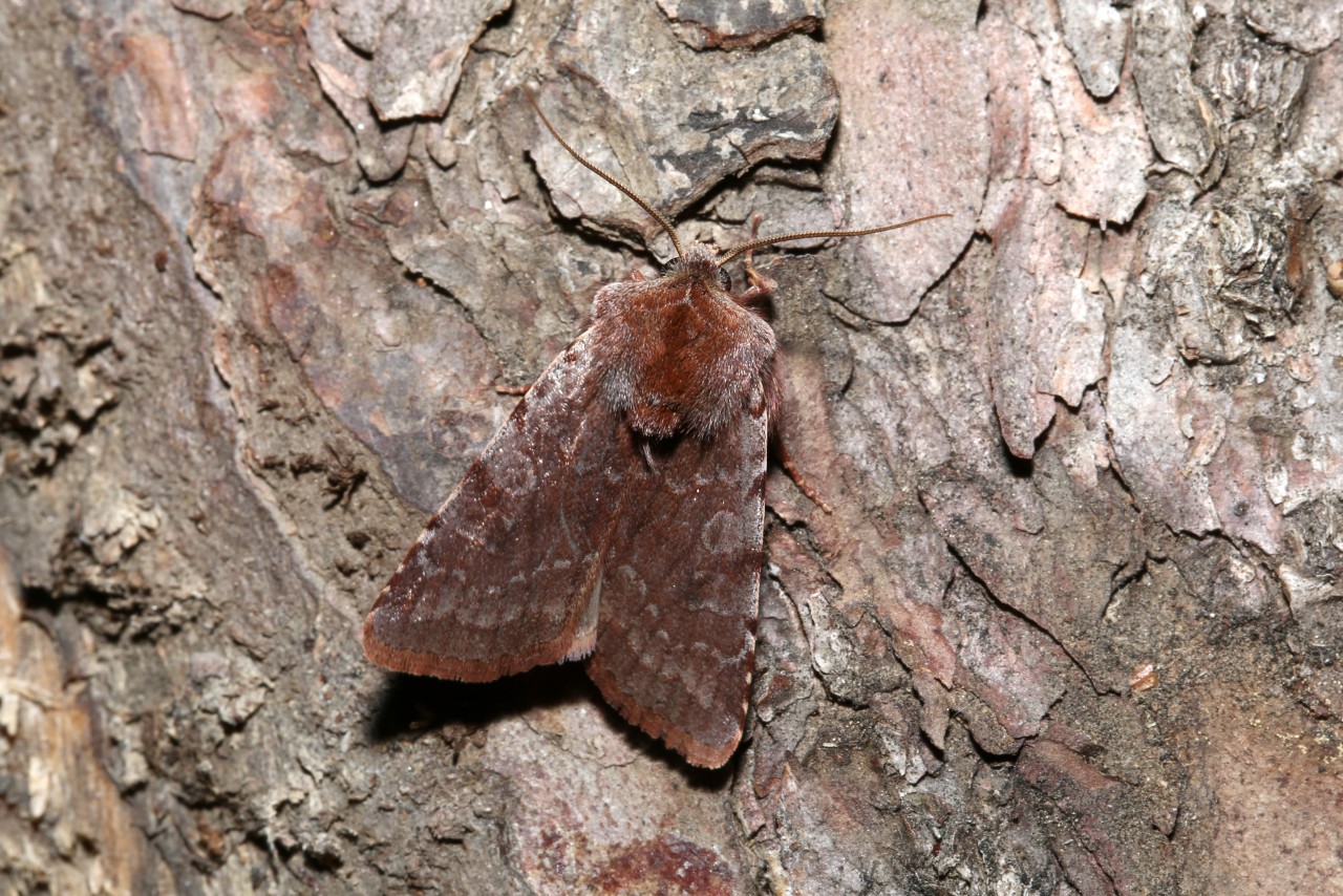 Cerastis rubricosa (Denis & Schiffermüller, 1775) - Noctuelle rubiconde