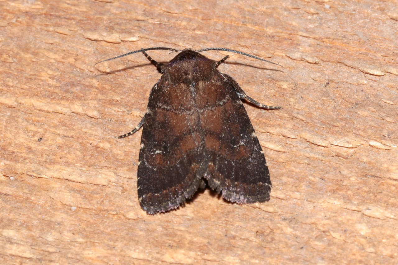 Rusina ferruginea (Esper, 1785) - Noctuelle ténébreuse (femelle)