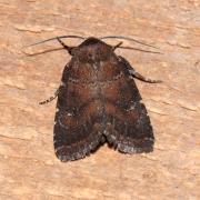 Rusina ferruginea (Esper, 1785) - Noctuelle ténébreuse (femelle)