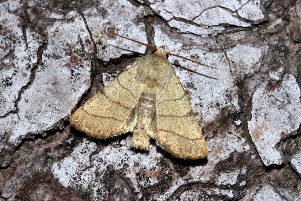 Charanyca trigrammica (Hufnagel, 1766) - Noctuelle trilignée, Evidente