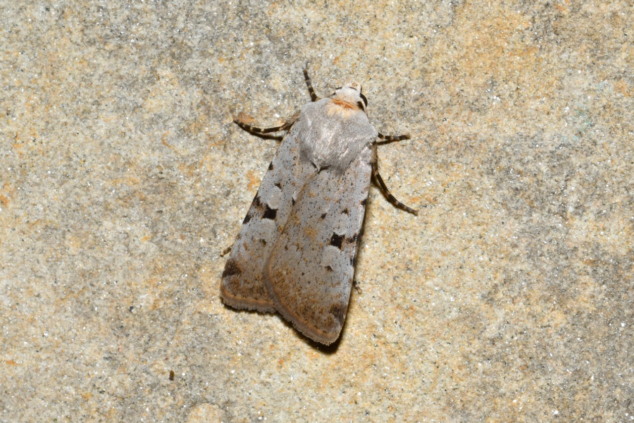 Chersotis margaritacea (Villers, 1789) - Noctuelle à L entier