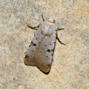 Chersotis margaritacea (Villers, 1789) - Noctuelle à L entier