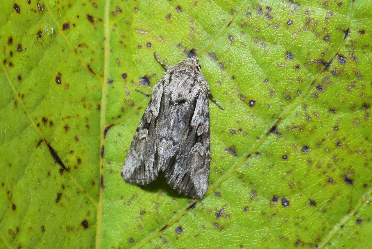 Chloantha hyperici (Denis & Schiffermüller, 1775) - Noctuelle du Millepertuis 