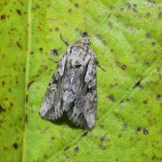 Chloantha hyperici (Denis & Schiffermüller, 1775) - Noctuelle du Millepertuis 