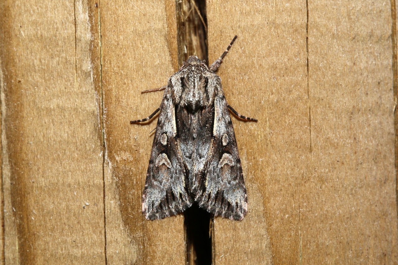 Chloantha hyperici (Denis & Schiffermüller, 1775) - Noctuelle du Millepertuis