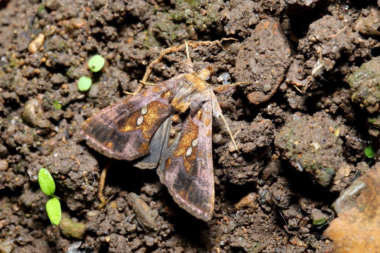 Chrysodeixis chalcites (Esper, 1789) - Plusie chalcite 