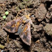 Chrysodeixis chalcites (Esper, 1789) - Plusie chalcite 