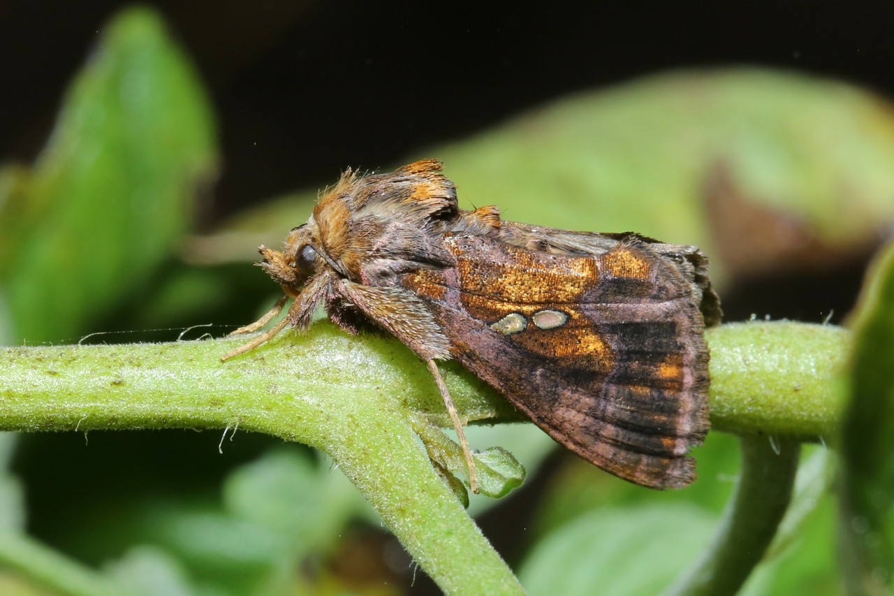 Chrysodeixis chalcites (Esper, 1789) - Plusie chalcite