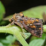 Chrysodeixis chalcites (Esper, 1789) - Plusie chalcite