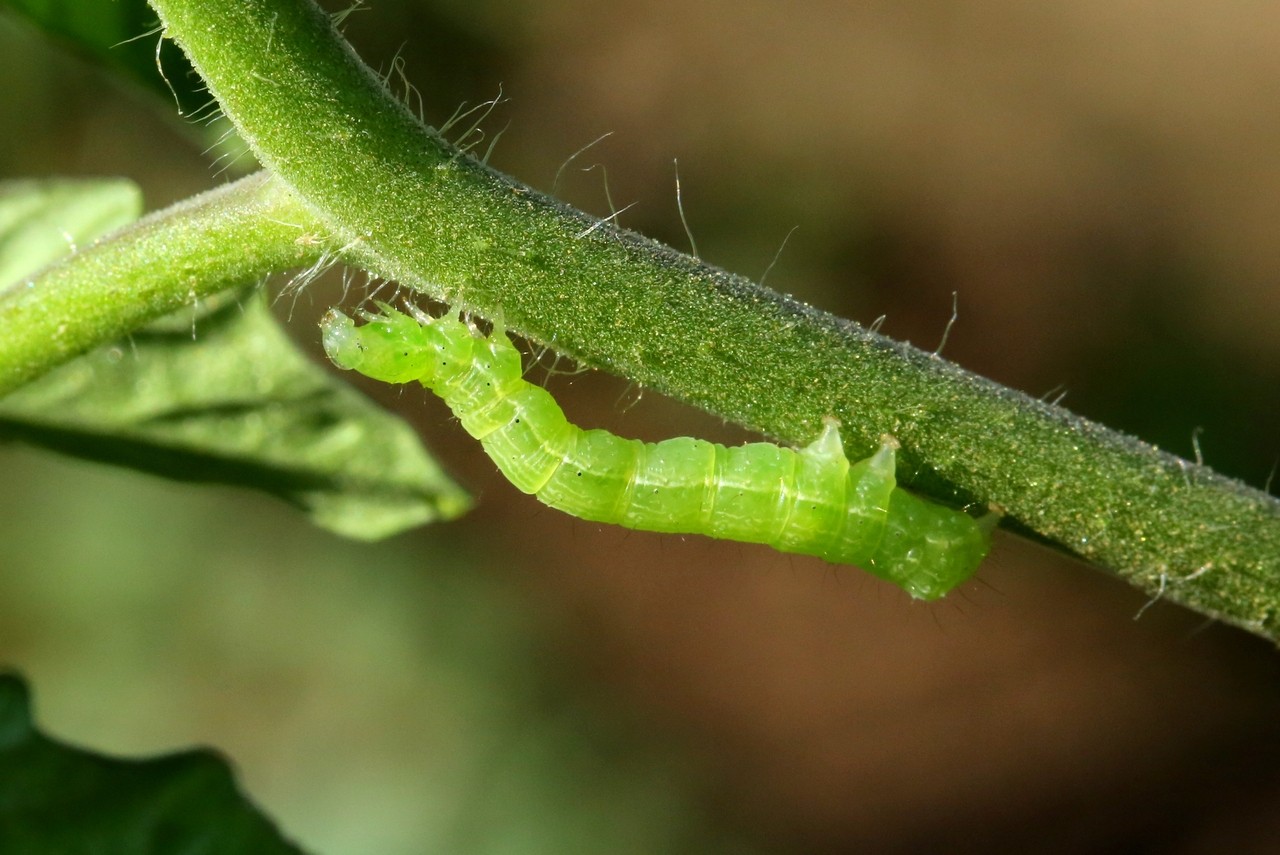 Chrysodeixis chalcites (Esper, 1789) - Plusie chalcite (chenille)