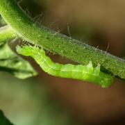 Chrysodeixis chalcites (Esper, 1789) - Plusie chalcite (chenille)