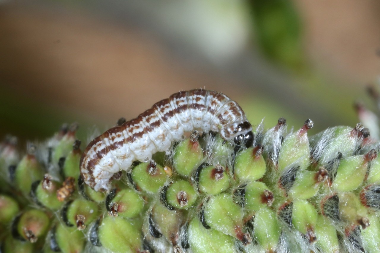 Cirrhia icteritia (Hufnagel, 1766) - Xanthie cirée (chenille)