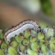 Cirrhia icteritia (Hufnagel, 1766) - Xanthie cirée (chenille)