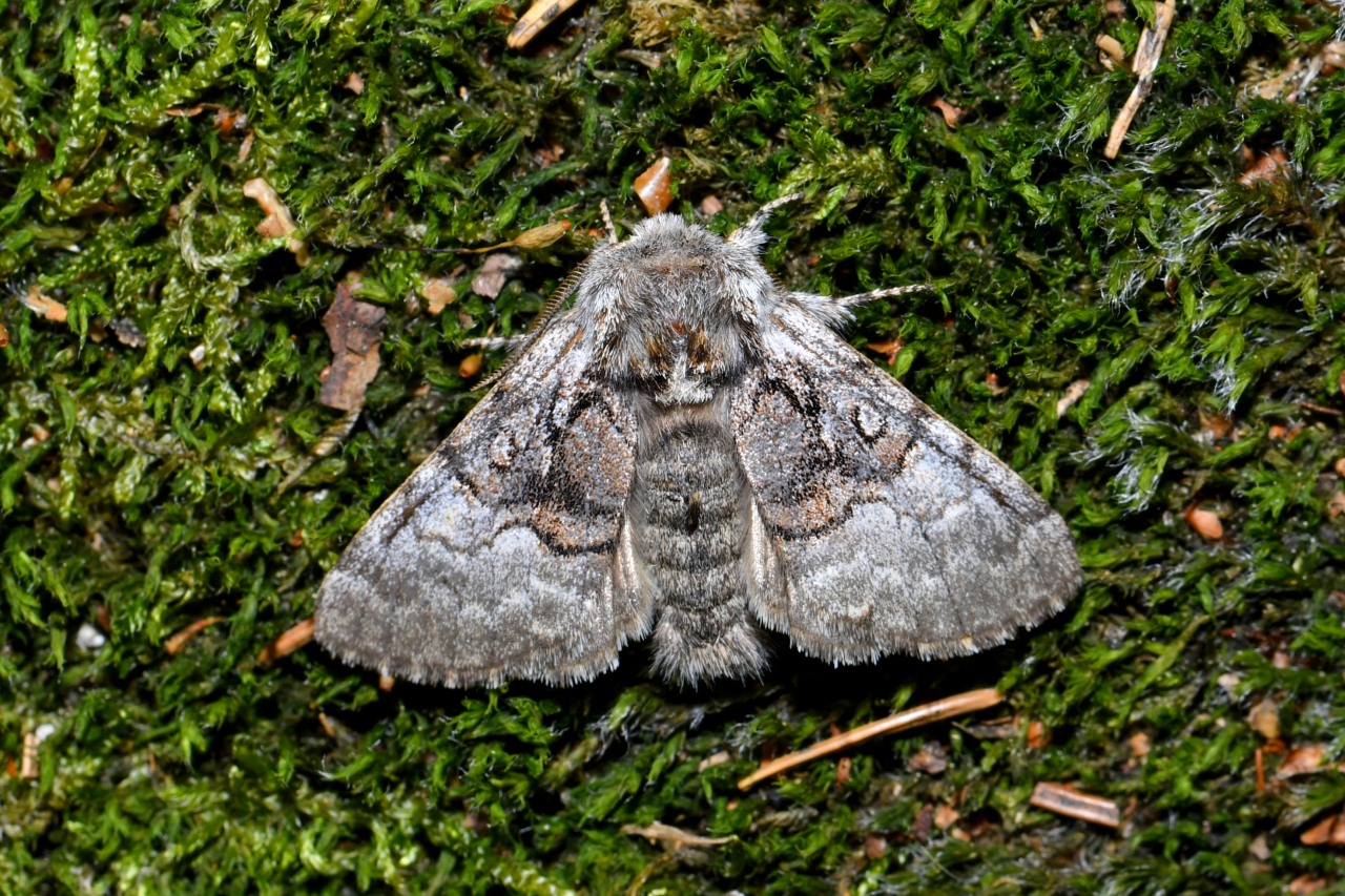 Colocasia coryli (Linnaeus, 1758) - Noctuelle du Coudrier