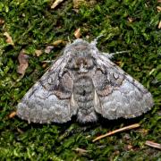 Colocasia coryli (Linnaeus, 1758) - Noctuelle du Coudrier