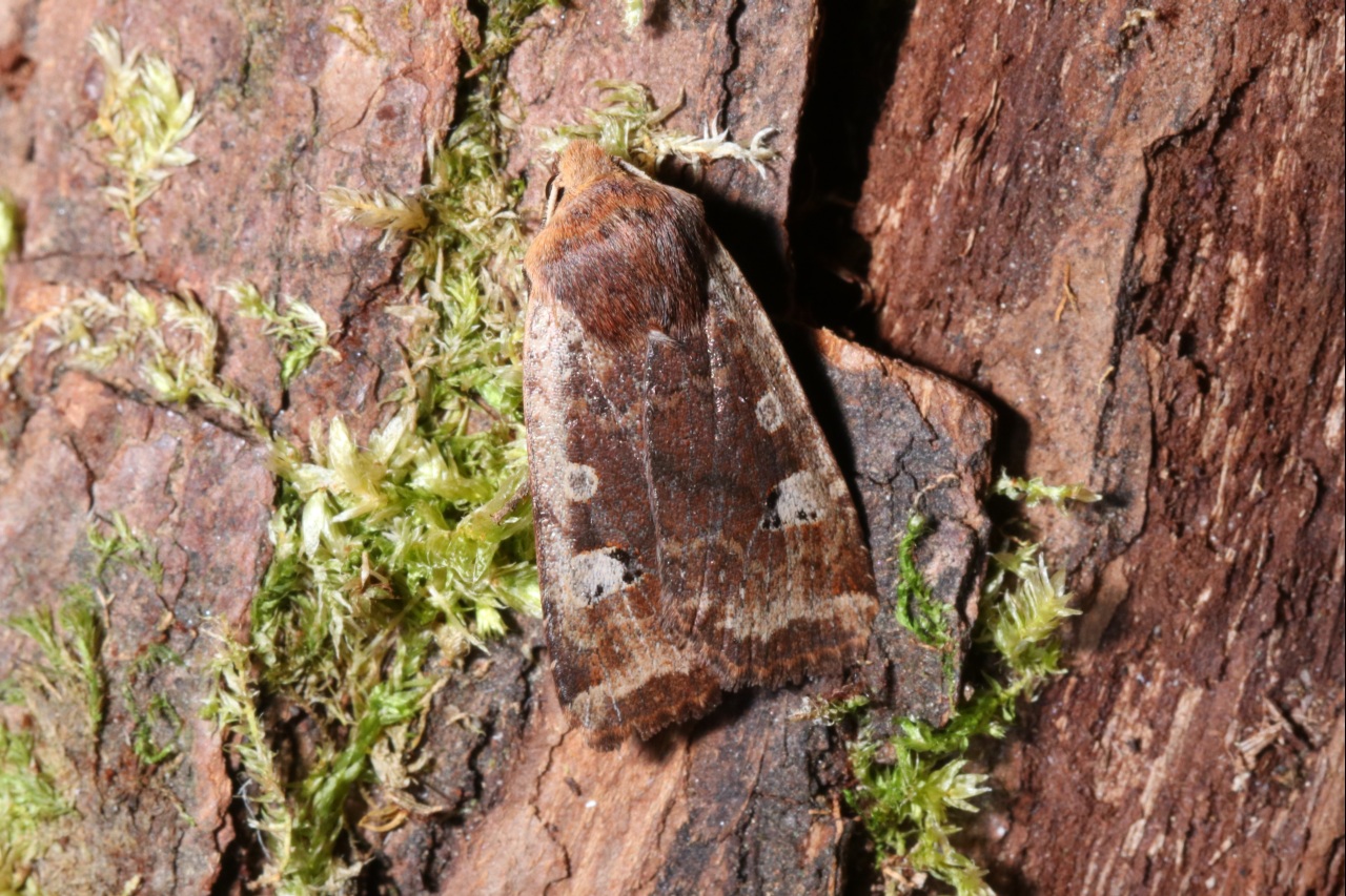 Conistra erythrocephala (Denis & Schiffermüller, 1775) - Orrhodie érythrocéphale