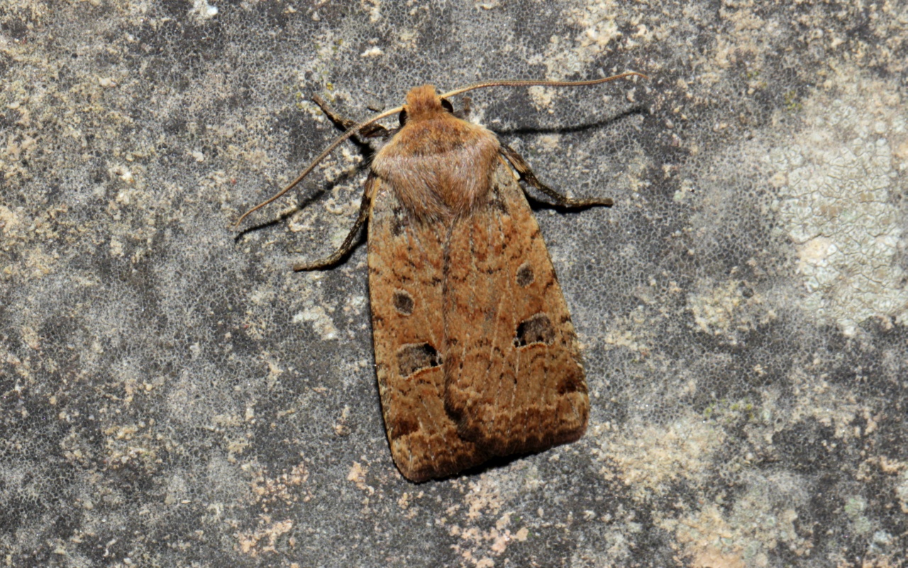 Conistra erythrocephala (Denis & Schiffermüller, 1775) - Orrhodie érythrocéphale