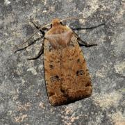 Conistra erythrocephala (Denis & Schiffermüller, 1775) - Orrhodie érythrocéphale