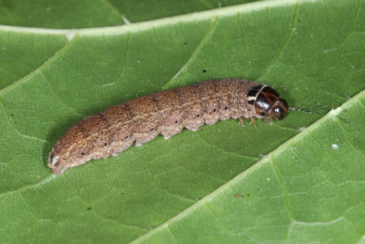 Conistra erythrocephala (Denis & Schiffermüller, 1775) - Orrhodie érythrocéphale