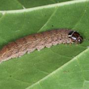 Conistra erythrocephala (Denis & Schiffermüller, 1775) - Orrhodie érythrocéphale