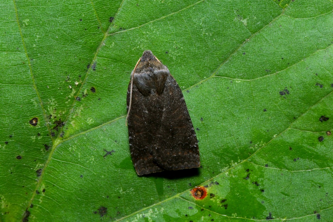 Conistra ligula (Esper, 1791) - Orrhodie ligulée