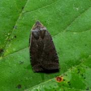 Conistra ligula (Esper, 1791) - Orrhodie ligulée